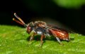 Nomada femoralis (cf.)